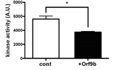 マウス神経細胞にSARS-CoV2由来Orf9bを発現させ、細胞抽出液中のMARK4のキナーゼ活性を測定した