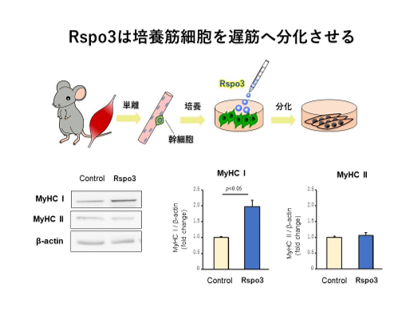 未熟な筋芽細胞にR-spondin3（Rspo3）を添加し培養するとTypeIマーカーMyHCIの発現が上昇