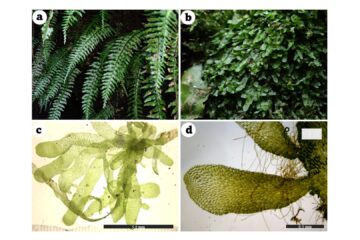 村上教授の論文がEurekAlert！に掲載されました。