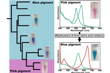 成川准教授の論文がEurekAlert！に掲載されました。