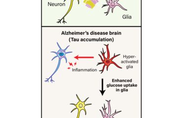 安藤教授の論文がEurekAlert！に掲載されました。