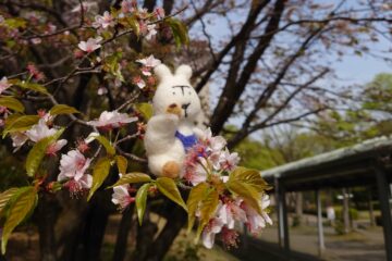 【予告】自然のしくみを模倣する。粘土鉱物を用いた人工光合成の研究