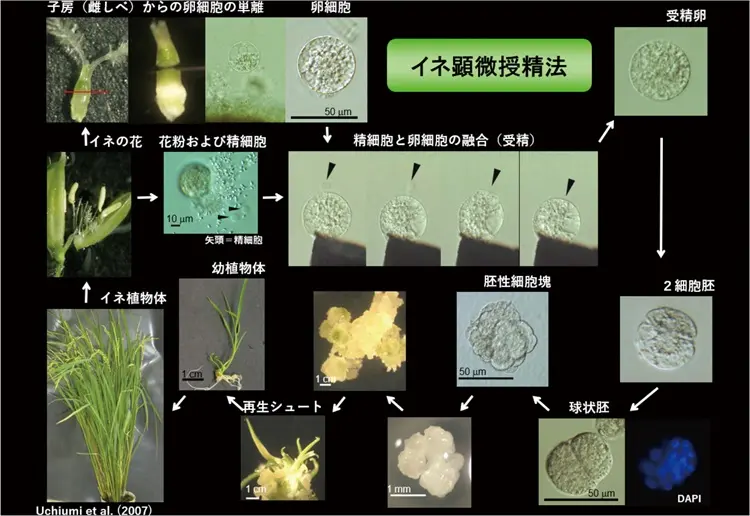 植物の可能性を拡げる「顕微授精法」ー環境変化に強い作物開発への挑戦