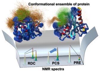 池谷准教授の論文がEurekAlert！に掲載されました。