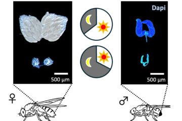 髙橋教授の論文がEurekAlert!に掲載されました。